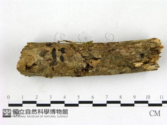 登錄號:F0003151藏品圖，第1張