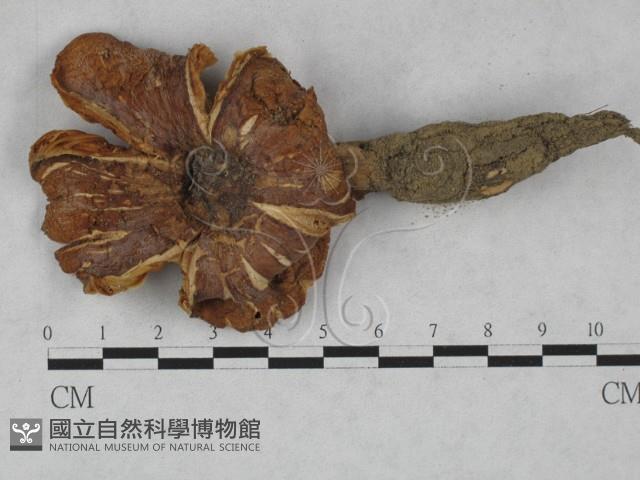 登錄號:F0028051藏品圖，第1張