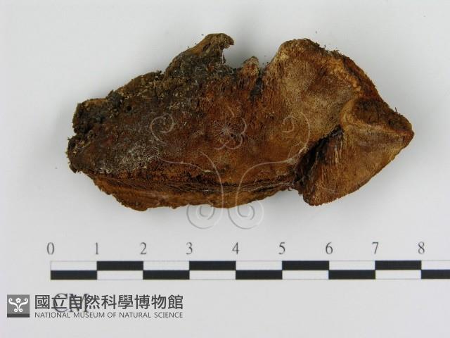 登錄號:F0008051藏品圖，第1張