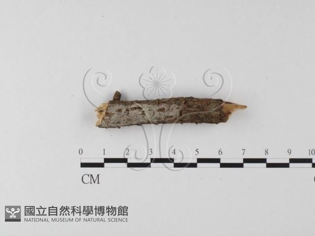 登錄號:F0020051藏品圖，第1張