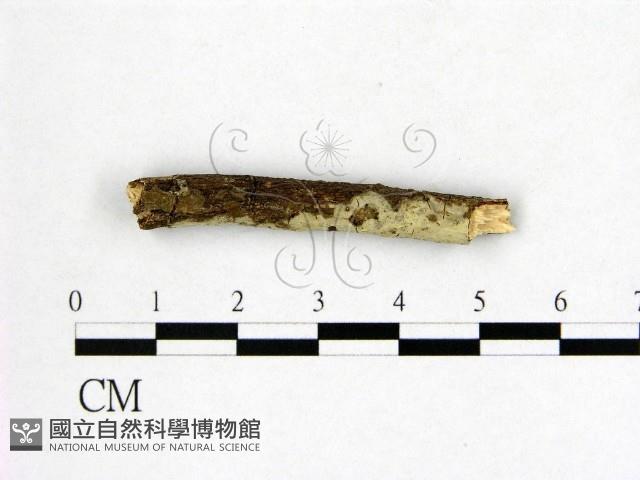 燈籠囊擬射脈菌藏品圖，第1張