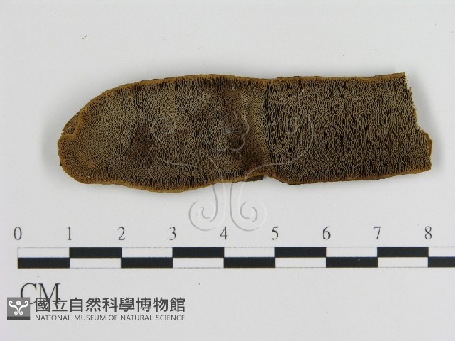 蜂窩菌屬藏品圖，第1張