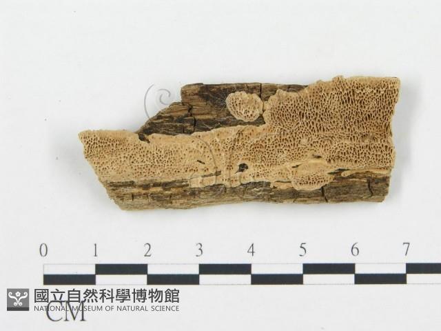 登錄號:F0006051藏品圖，第1張