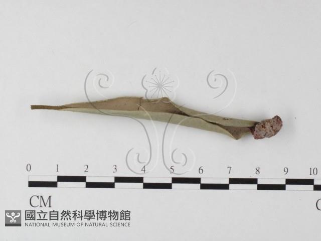 登錄號:F0021051藏品圖，第1張