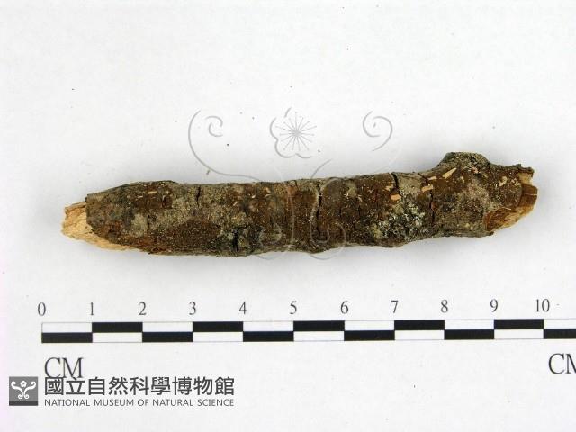 登錄號:F0001051藏品圖，第1張