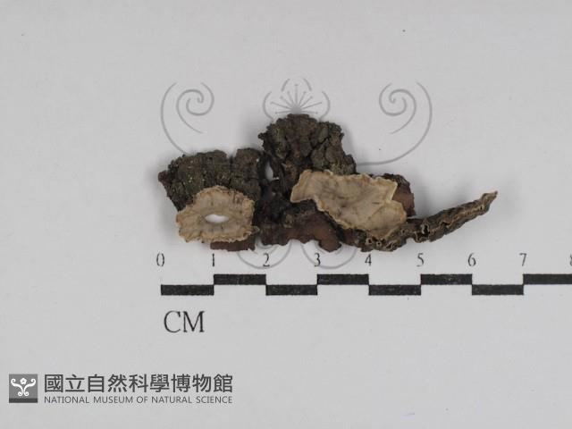 韌革菌屬藏品圖，第1張