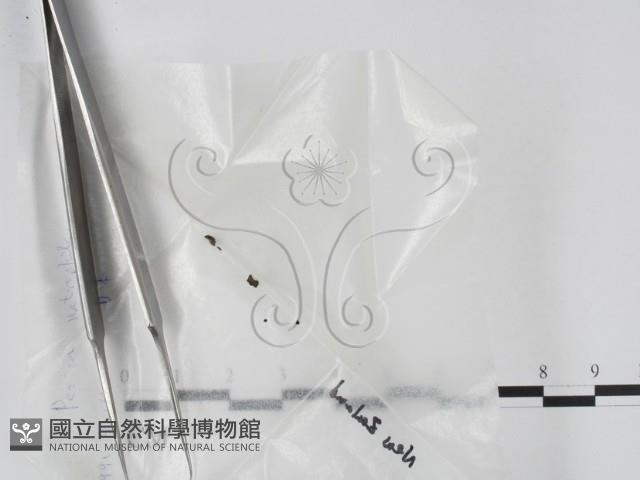 登錄號:F0004051藏品圖，第1張