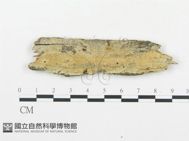 登錄號:F0014051藏品圖，第1張