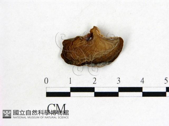皺木耳藏品圖，第1張