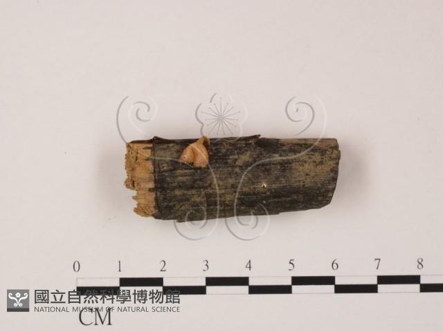 登錄號:F0012051藏品圖，第1張