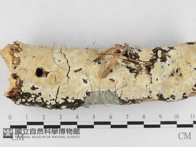 齒耳菌屬藏品圖，第1張