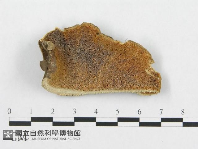 登錄號:F0007051藏品圖，第1張