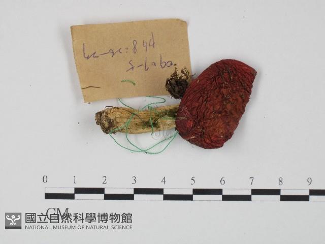 紅菇屬藏品圖，第1張