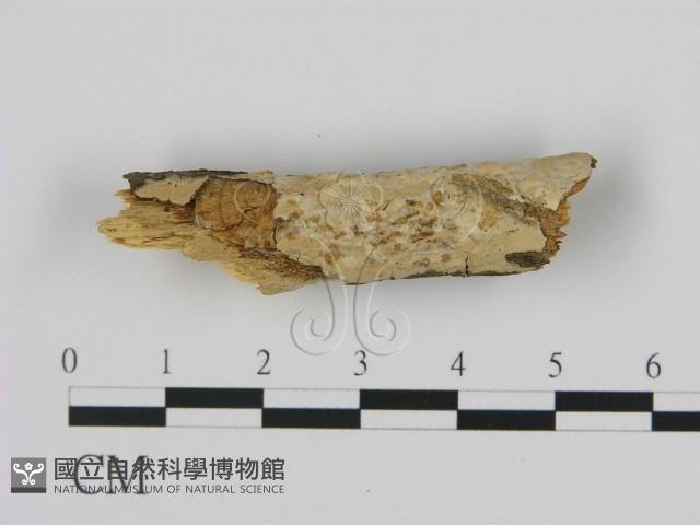 登錄號:F0005051藏品圖，第1張