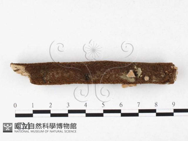 登錄號:F0015051藏品圖，第1張