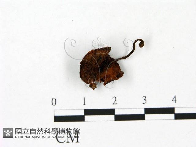登錄號:F0023051藏品圖，第1張