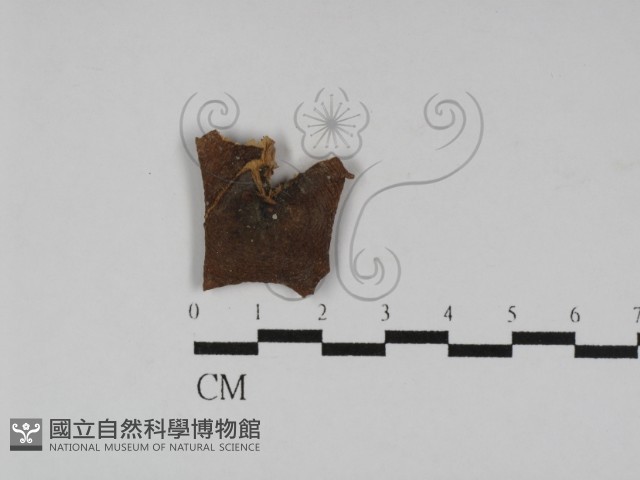 登錄號:F0003051藏品圖，第1張