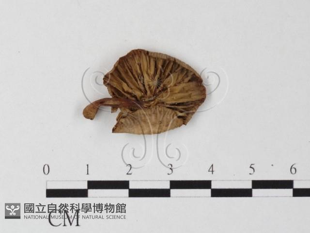 登錄號:F0013051藏品圖，第1張