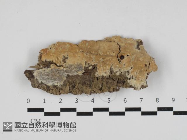 射脈菌屬藏品圖，第1張