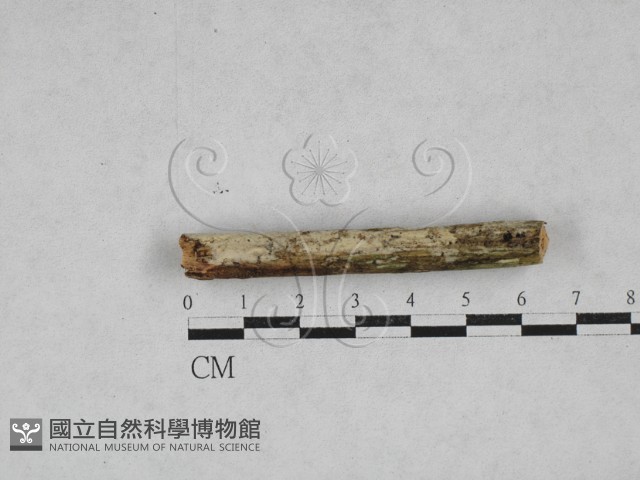 登錄號:F0028351藏品圖，第1張