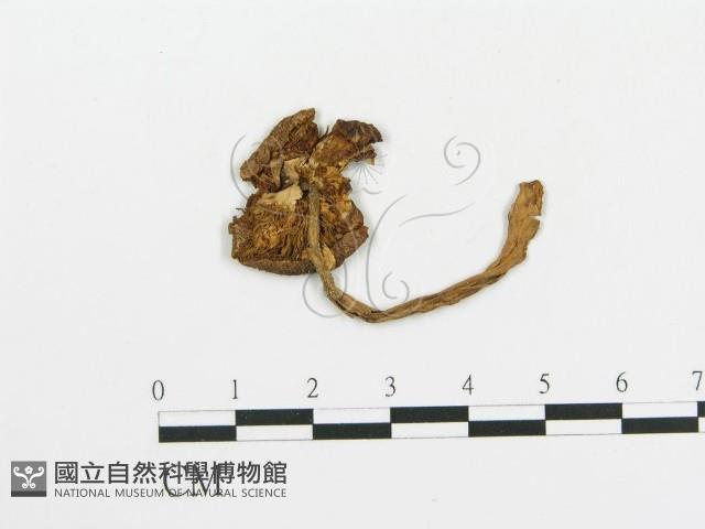傘菌屬藏品圖，第1張