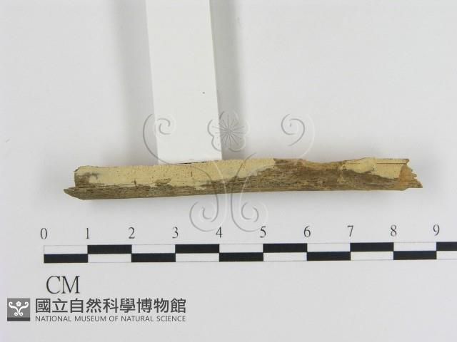 登錄號:F0020351藏品圖，第1張