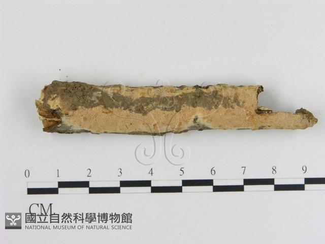 登錄號:F0010351藏品圖，第1張