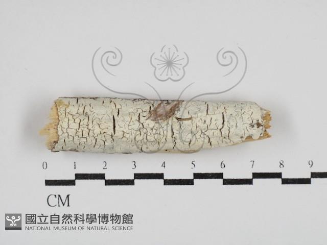 絲齒菌屬藏品圖，第1張