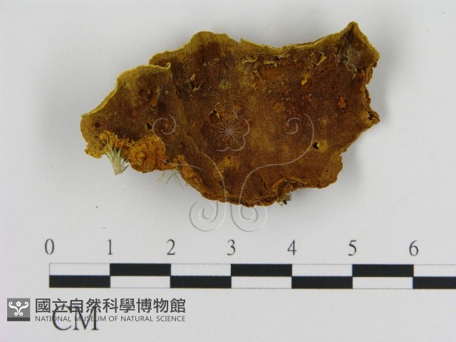 登錄號:F0016351藏品圖，第1張