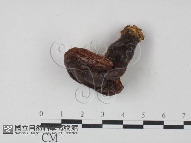 登錄號:F0021351藏品圖，第1張