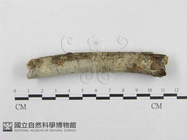 登錄號:F0001351藏品圖，第1張