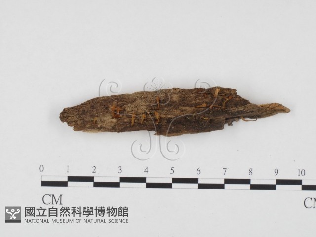 登錄號:F0024351藏品圖，第1張