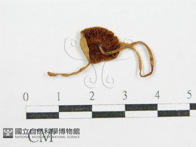 登錄號:F0004351藏品圖，第1張