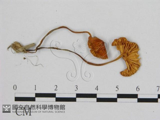 小皮傘屬藏品圖，第1張