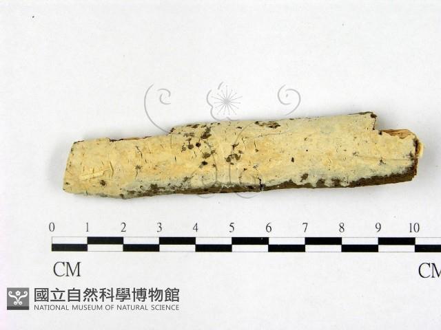 登錄號:F0022351藏品圖，第1張