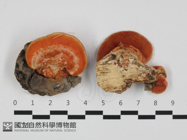 血紅密孔菌藏品圖，第1張