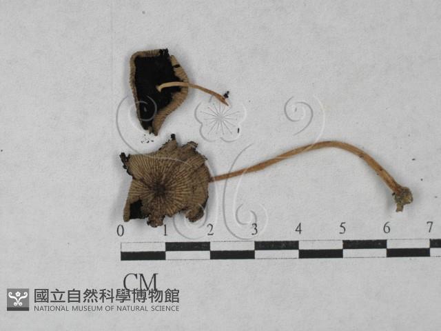鬼傘屬藏品圖，第1張