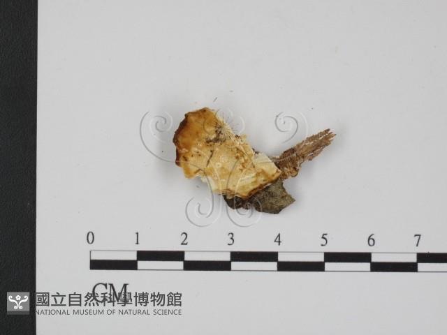 登錄號:F0007351藏品圖，第1張