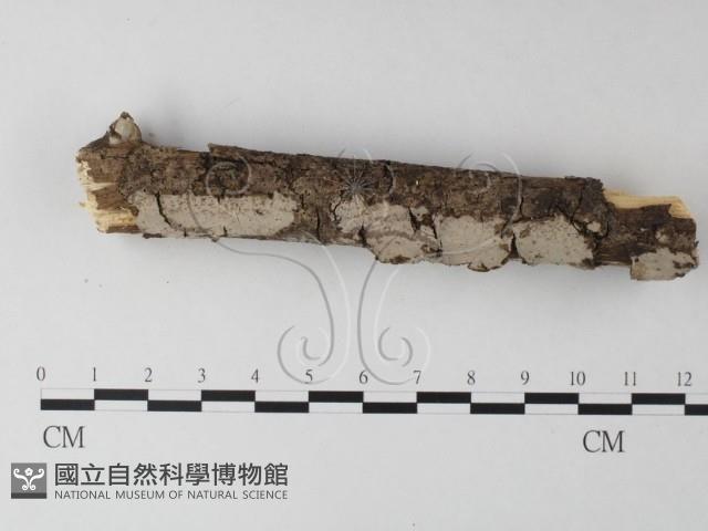 筍殼菌屬藏品圖，第1張