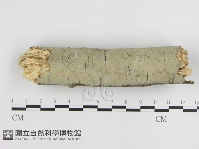 刺皮菌屬藏品圖，第1張