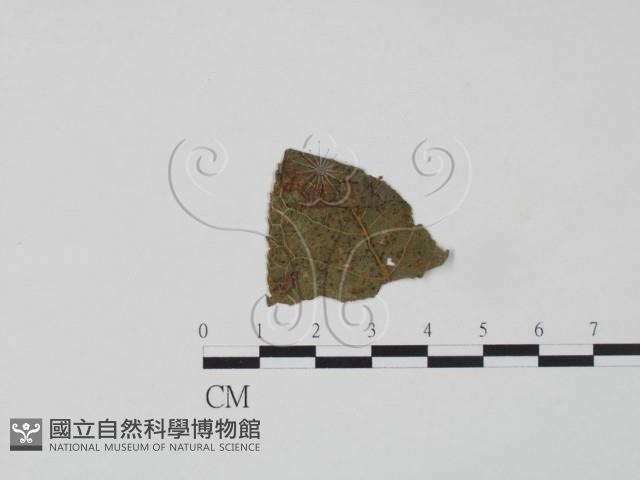 登錄號:F0019351藏品圖，第1張