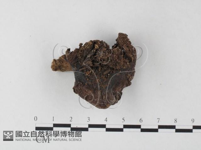 紅菇屬藏品圖，第1張
