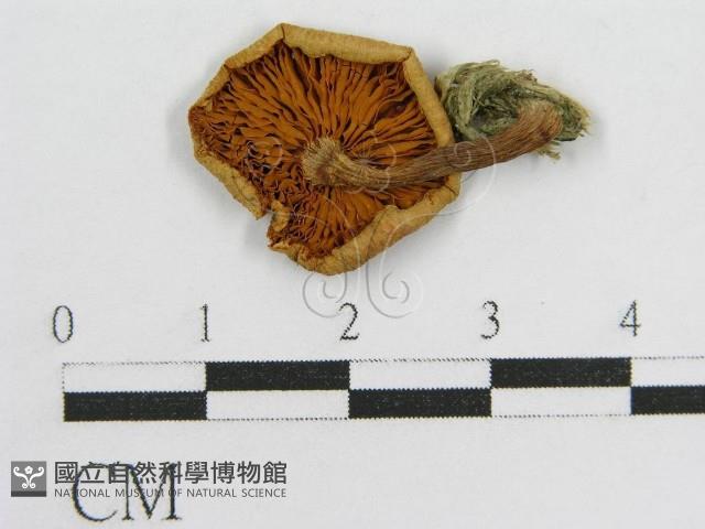 登錄號:F0003351藏品圖，第1張