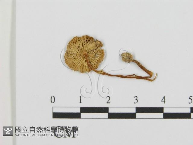 登錄號:F0013351藏品圖，第1張