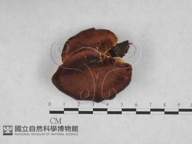 相鄰小孔菌藏品圖，第1張