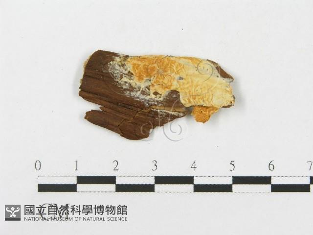 登錄號:F0008241藏品圖，第1張