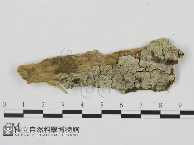 剛毛絲皮菌藏品圖，第1張