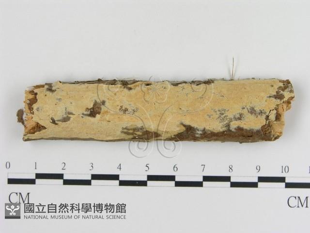 登錄號:F0010241藏品圖，第1張
