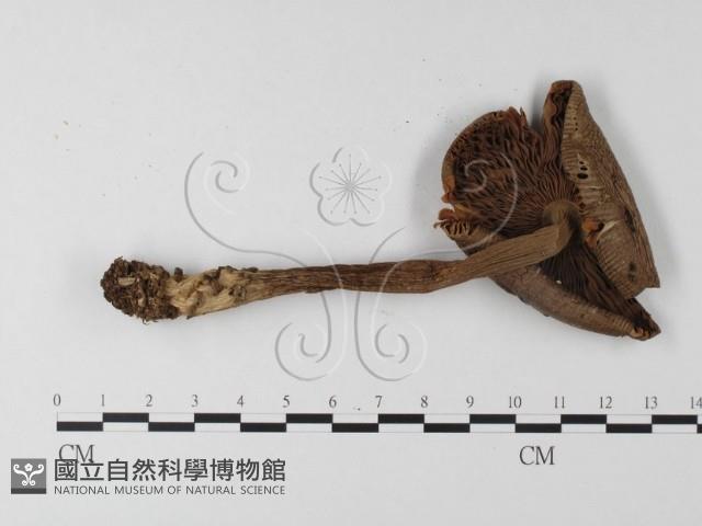 登錄號:F0016241藏品圖，第1張