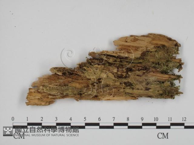 登錄號:F0001241藏品圖，第1張